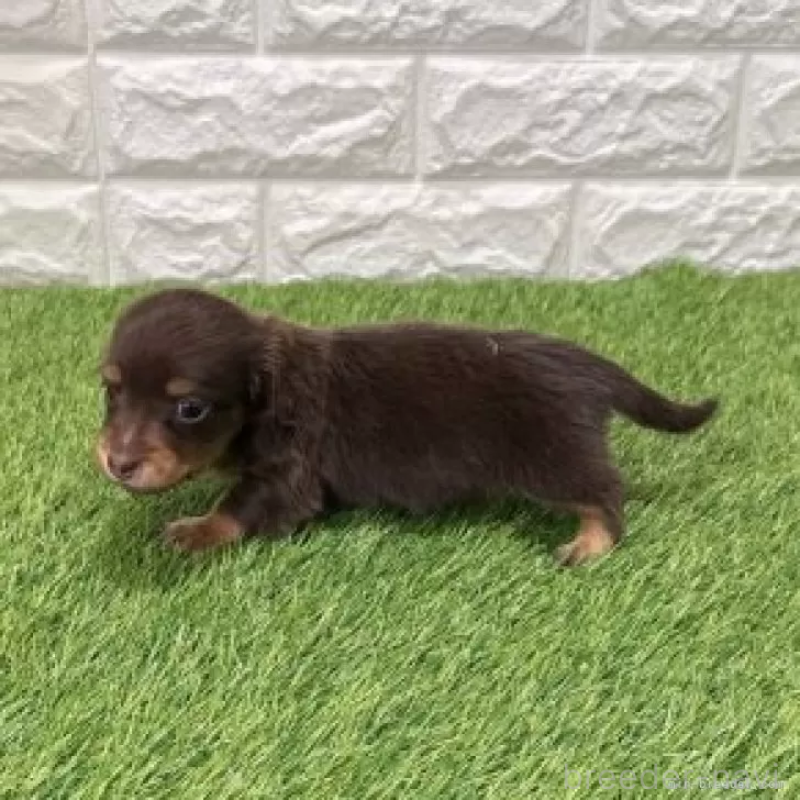 販売中の愛知県のミニチュアダックスフンド(ロングヘアード)-441590の4枚目