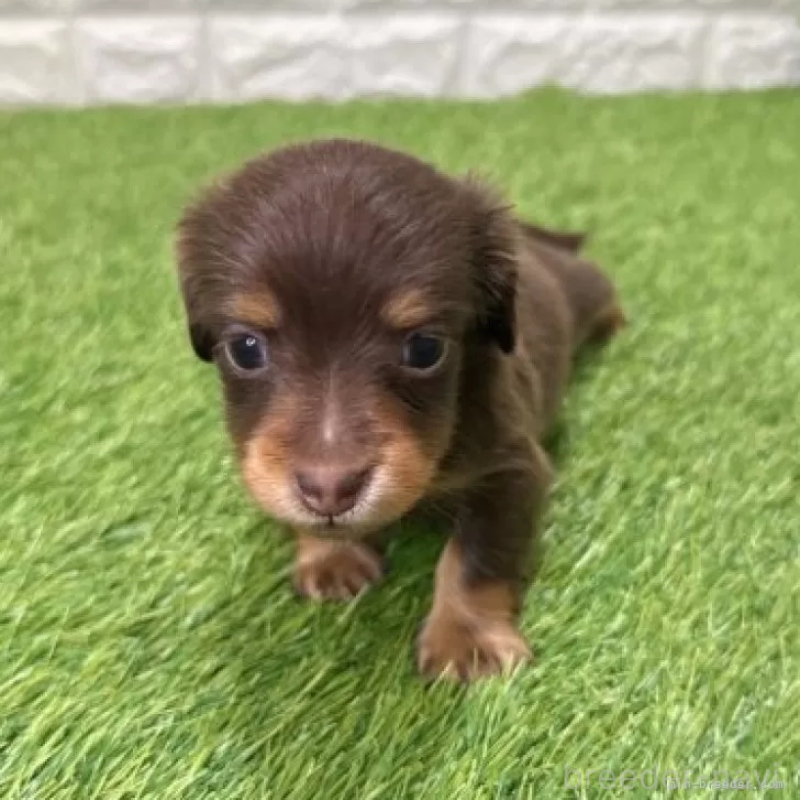 販売中の愛知県のミニチュアダックスフンド(ロングヘアード)-441590の3枚目