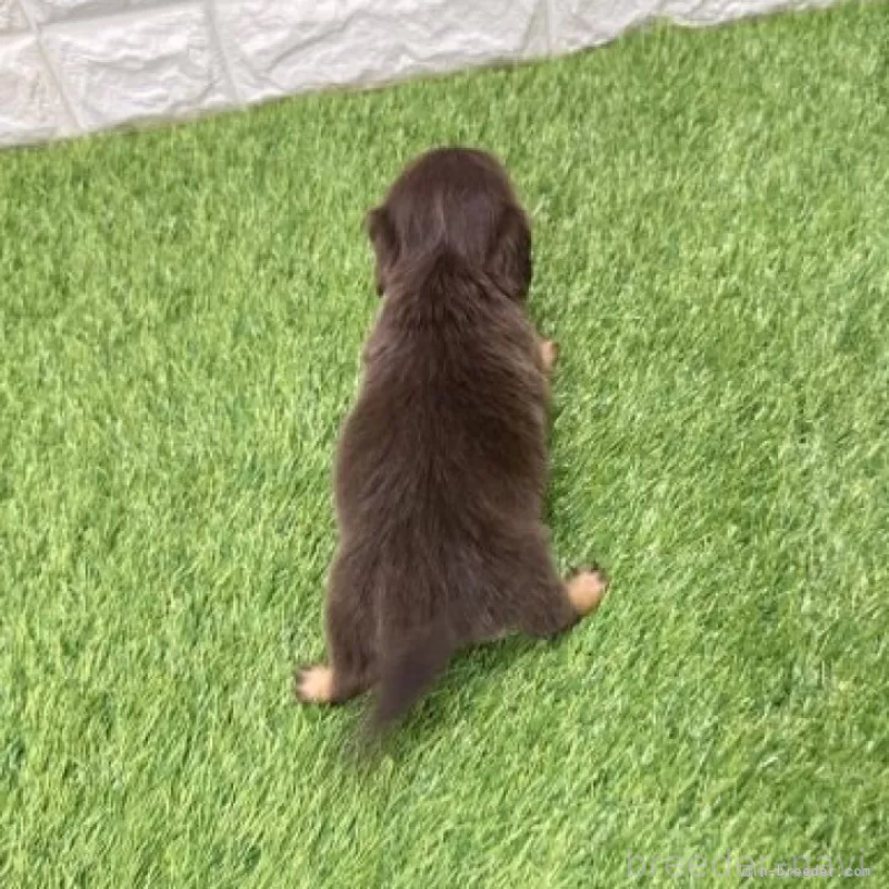 販売中の愛知県のミニチュアダックスフンド(ロングヘアード)-441590の2枚目