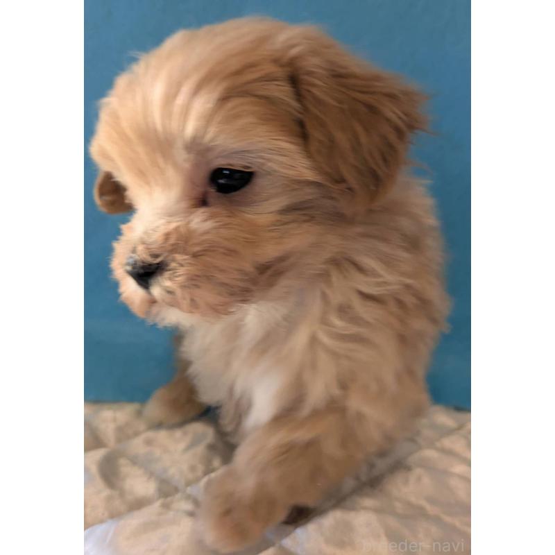 販売中の埼玉県のマルプー:マルチーズ×トイプードル-434716の10枚目