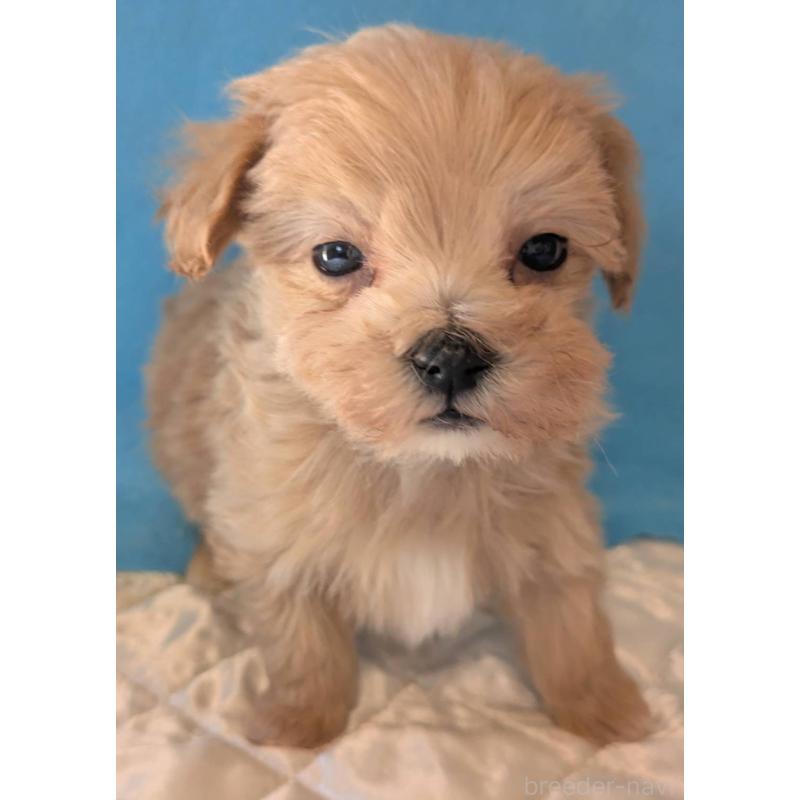 販売中の埼玉県のマルプー:マルチーズ×トイプードル-434716の9枚目