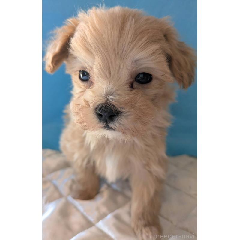 販売中の埼玉県のマルプー:マルチーズ×トイプードル-434716の8枚目