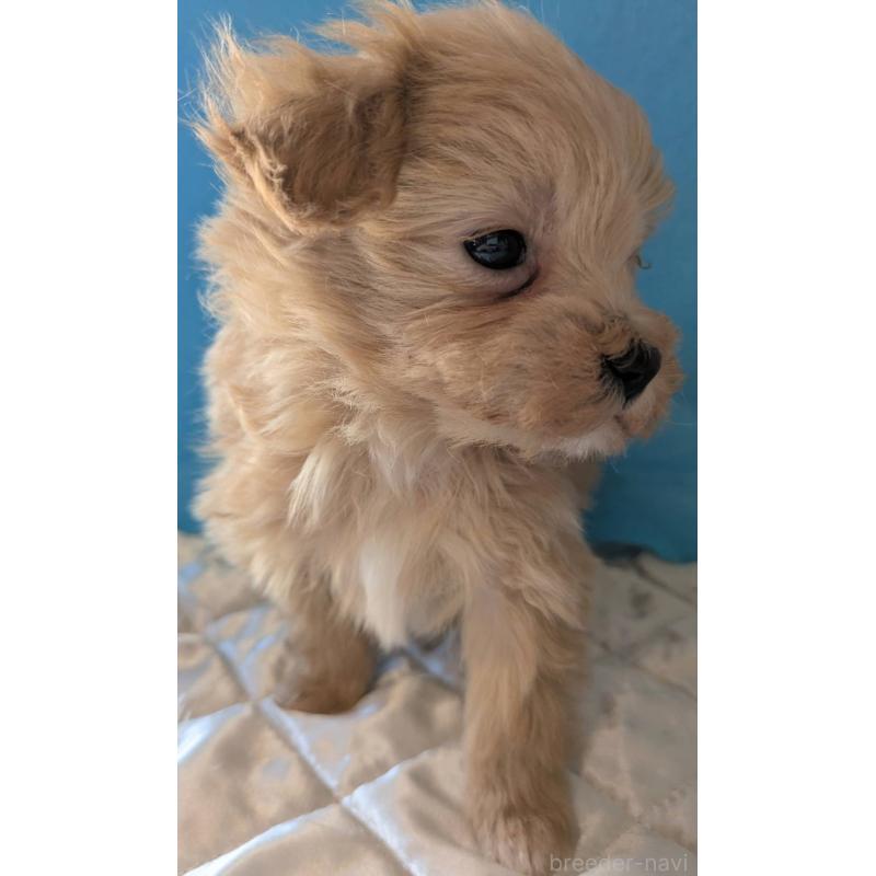 販売中の埼玉県のマルプー:マルチーズ×トイプードル-434716の1枚目