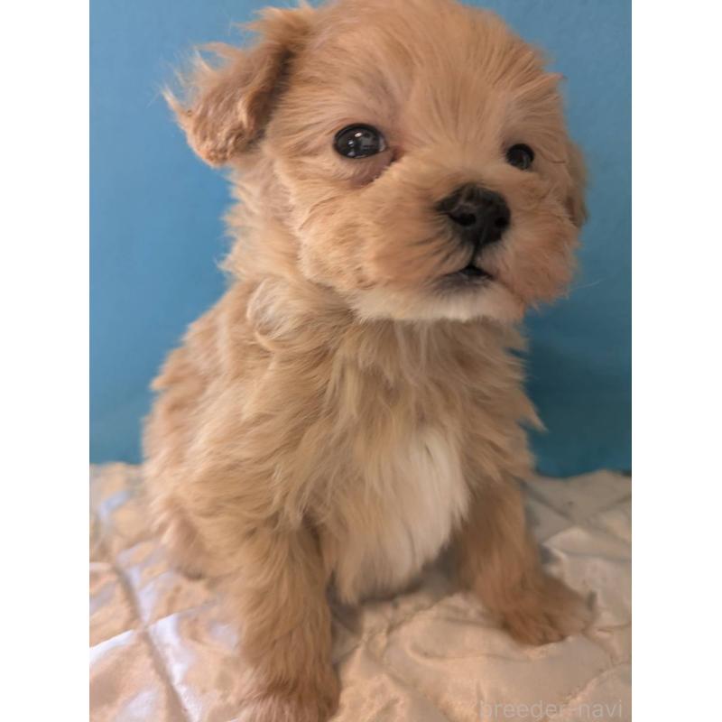 販売中の埼玉県のマルプー:マルチーズ×トイプードル-434716の7枚目