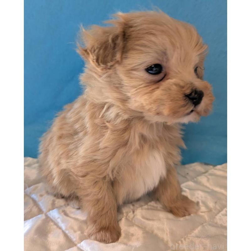 販売中の埼玉県のマルプー:マルチーズ×トイプードル-434716の6枚目