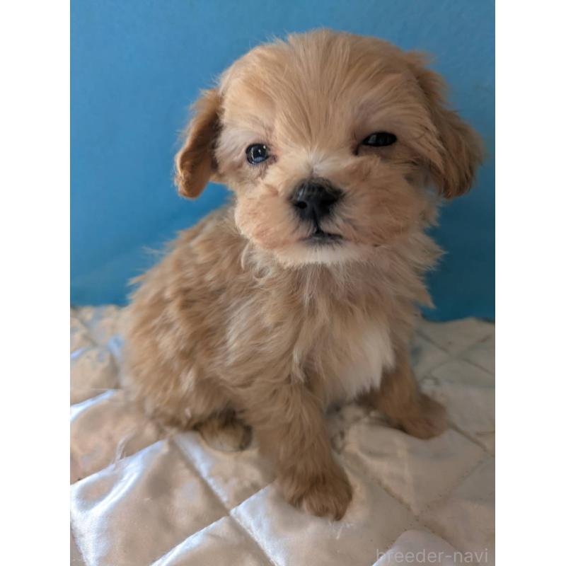 販売中の埼玉県のマルプー:マルチーズ×トイプードル-434716の5枚目