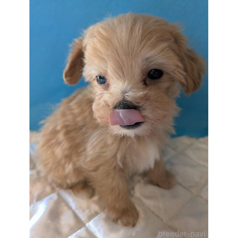 販売中の埼玉県のマルプー:マルチーズ×トイプードル-434716の3枚目