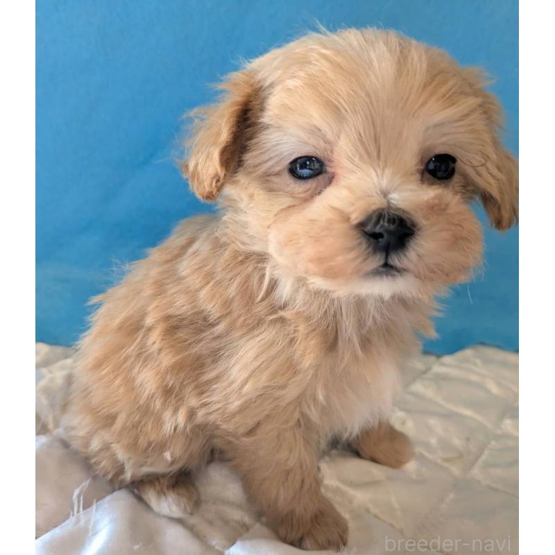 販売中の埼玉県のマルプー:マルチーズ×トイプードル-434716の2枚目