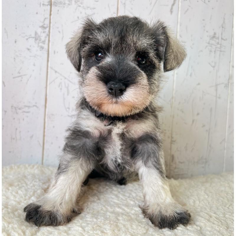 販売中の千葉県のミニチュアシュナウザー-441593の1枚目