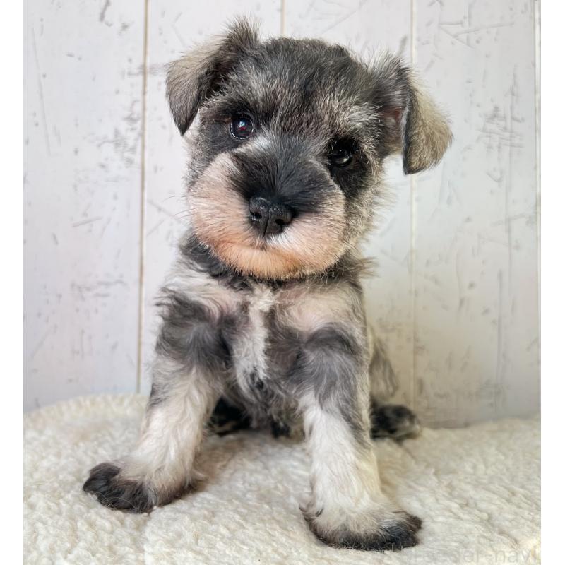 販売中の千葉県のミニチュアシュナウザー-441593の4枚目