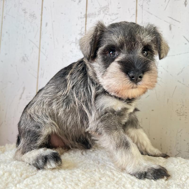 販売中の千葉県のミニチュアシュナウザー-441593の2枚目