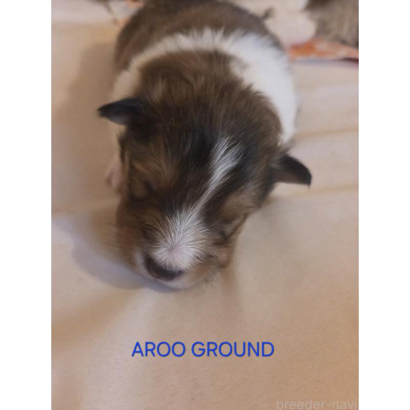 商談中の広島県のシェットランドシープドッグ(シェルティ)-439303の30枚目