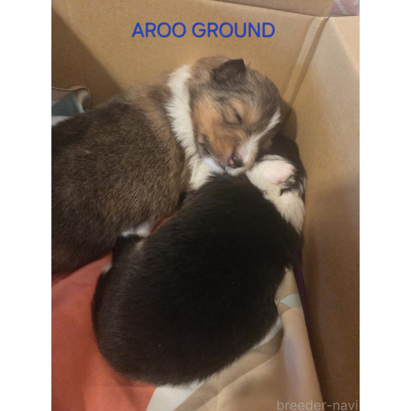 商談中の広島県のシェットランドシープドッグ(シェルティ)-439303の29枚目