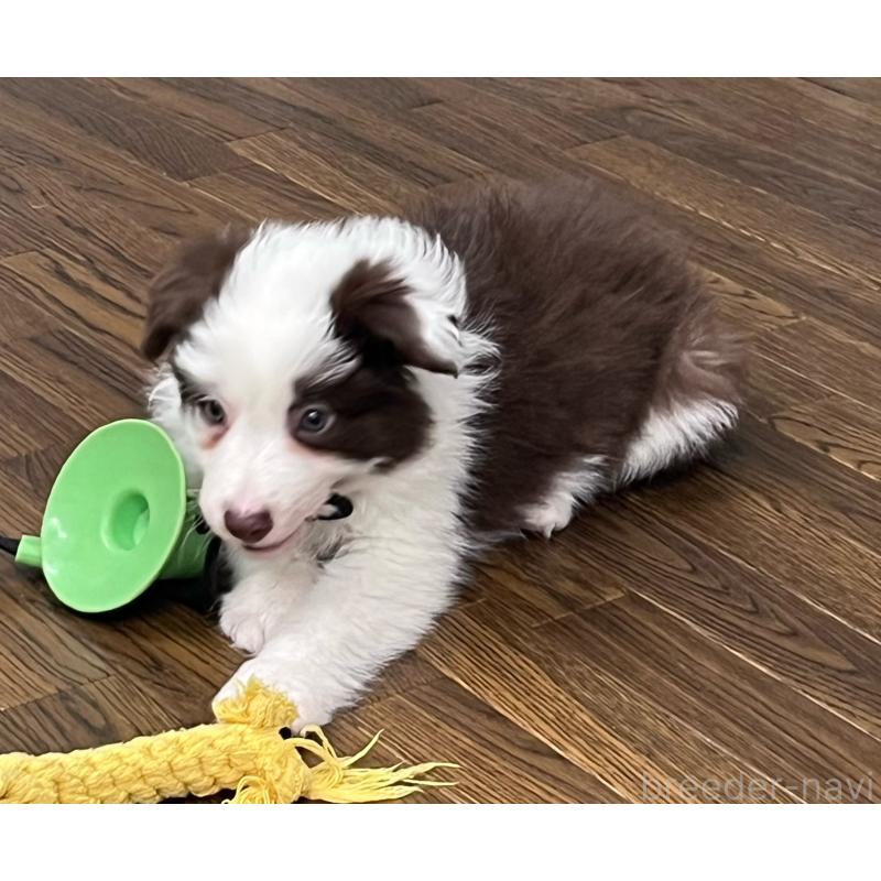 成約済の東京都のボーダーコリー-439963の6枚目