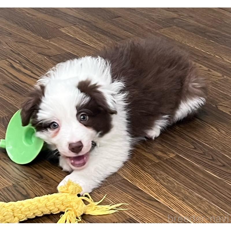 成約済の東京都のボーダーコリー-439963の5枚目