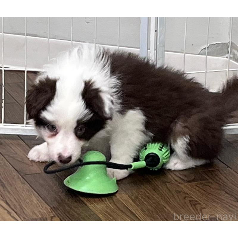 成約済の東京都のボーダーコリー-439963の3枚目