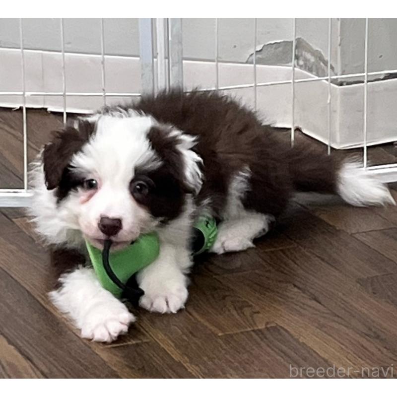 商談中ののボーダーコリー-439963