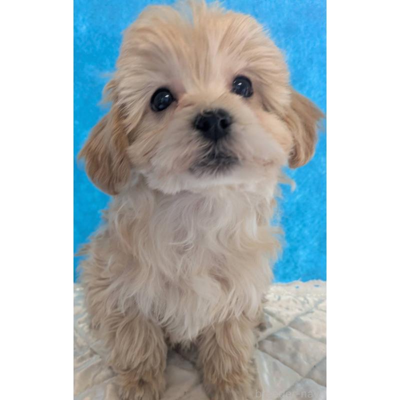 販売中の埼玉県のマルプー:マルチーズ×トイプードル-434625の1枚目