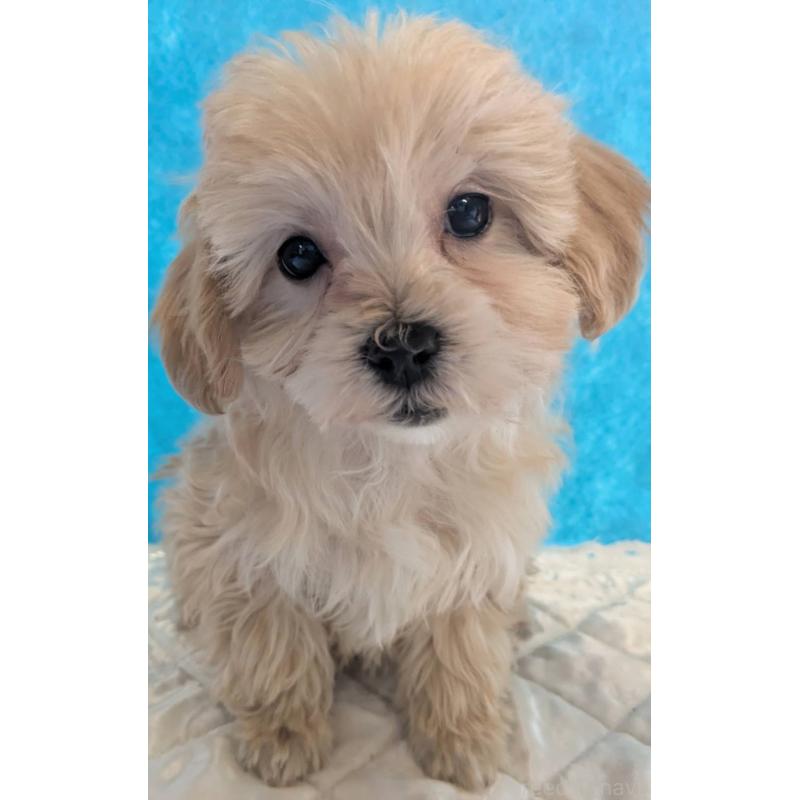 販売中の埼玉県のマルプー:マルチーズ×トイプードル-434625の6枚目