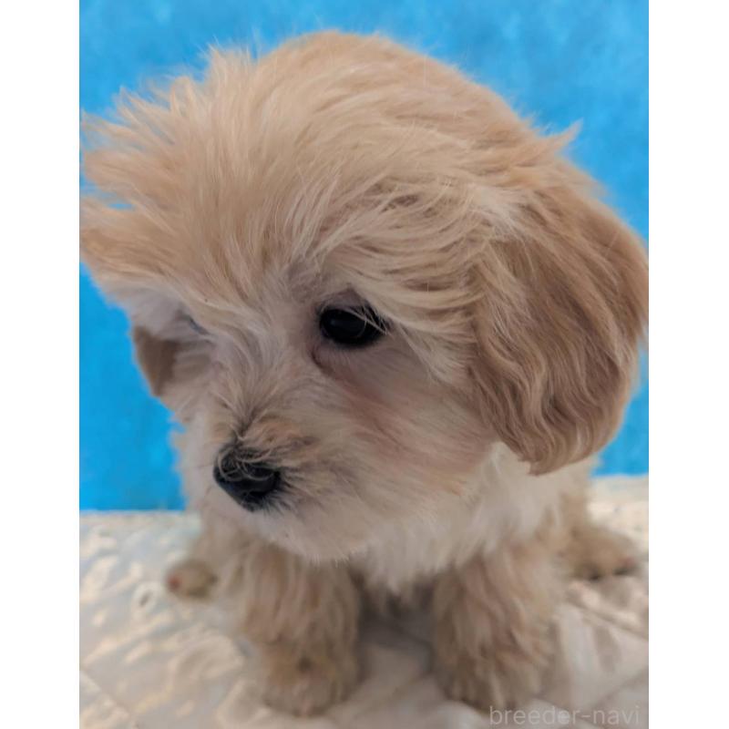 販売中の埼玉県のマルプー:マルチーズ×トイプードル-434625の5枚目