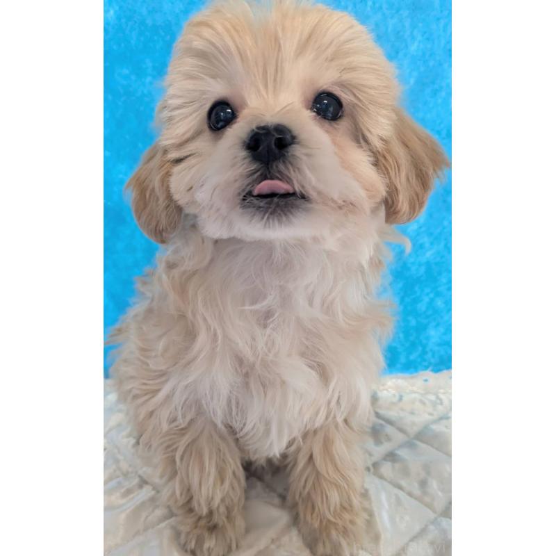 販売中の埼玉県のマルプー:マルチーズ×トイプードル-434625の4枚目