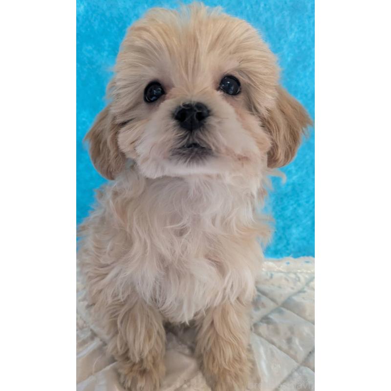 販売中の埼玉県のマルプー:マルチーズ×トイプードル-434625の3枚目