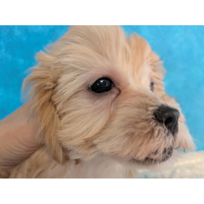 販売中の埼玉県のマルプー:マルチーズ×トイプードル-434625の2枚目