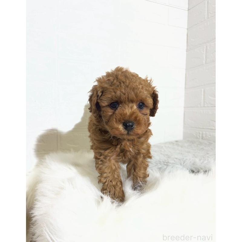 販売中の岡山県のタイニープードル-441596の10枚目