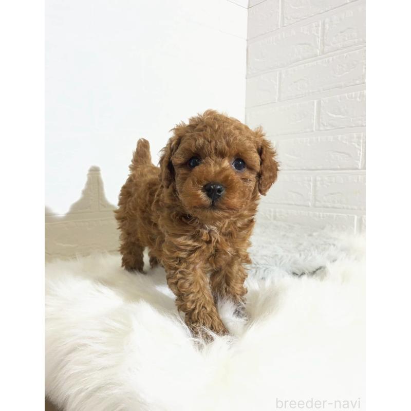 販売中の岡山県のタイニープードル-441596の9枚目