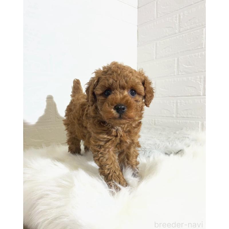 販売中の岡山県のタイニープードル-441596の8枚目