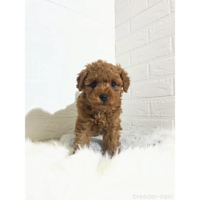 販売中の岡山県のタイニープードル-441596の7枚目