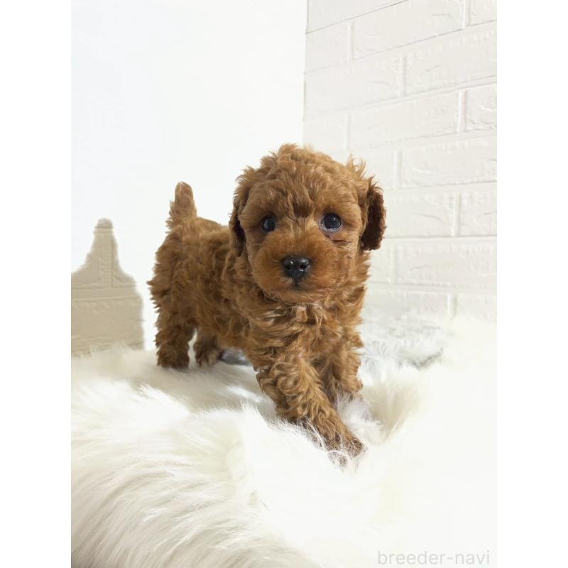 販売中の岡山県のタイニープードル-441596の6枚目