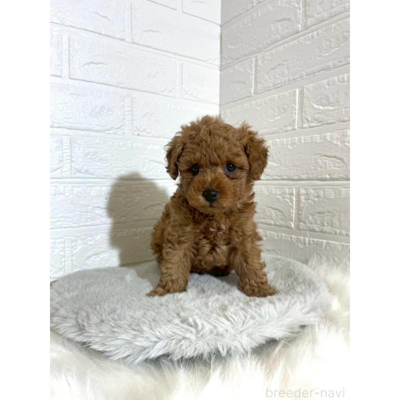 販売中の岡山県のタイニープードル-441596の5枚目