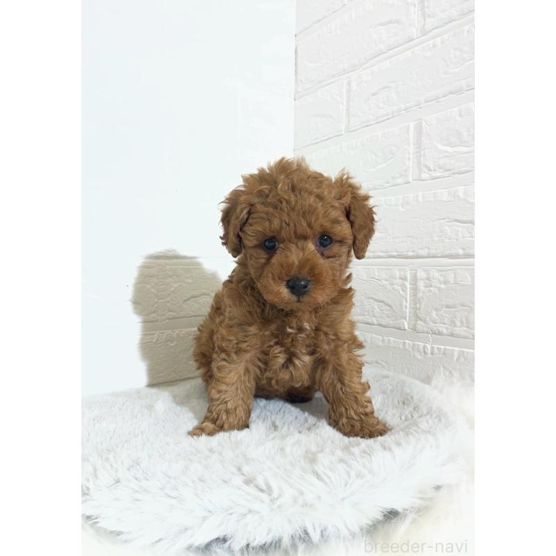 販売中の岡山県のタイニープードル-441596の4枚目