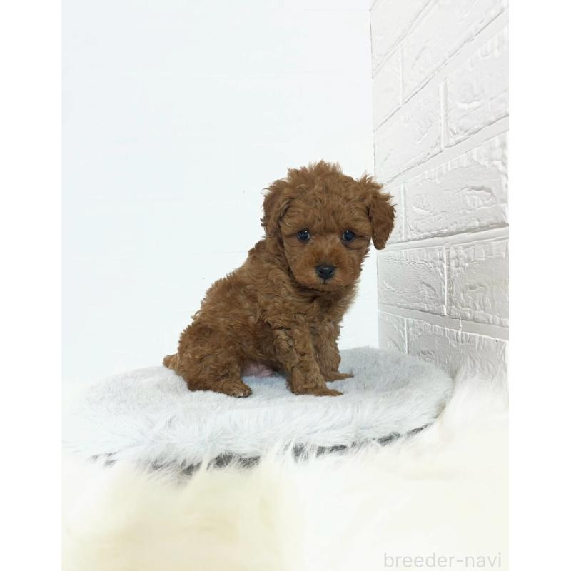 販売中の岡山県のタイニープードル-441596の3枚目