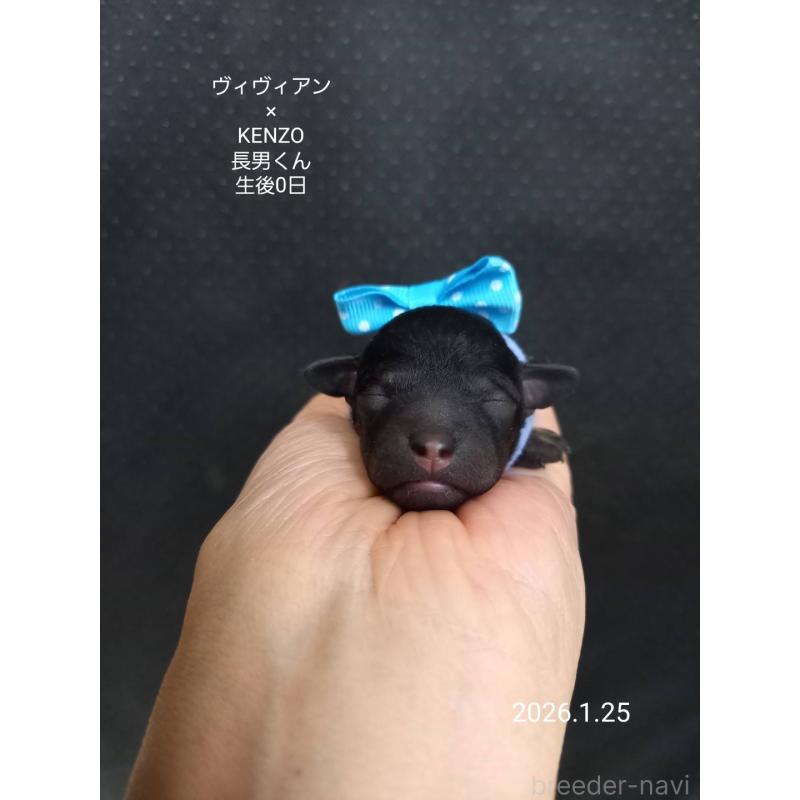 販売中の大阪府のタイニープードル-441598の8枚目