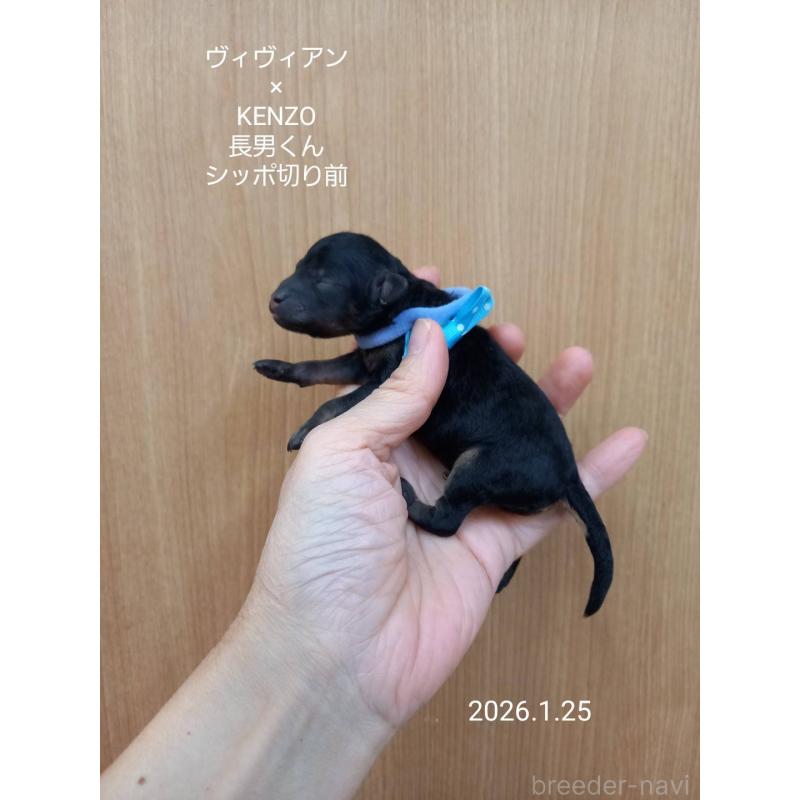 販売中の大阪府のタイニープードル-441598の7枚目