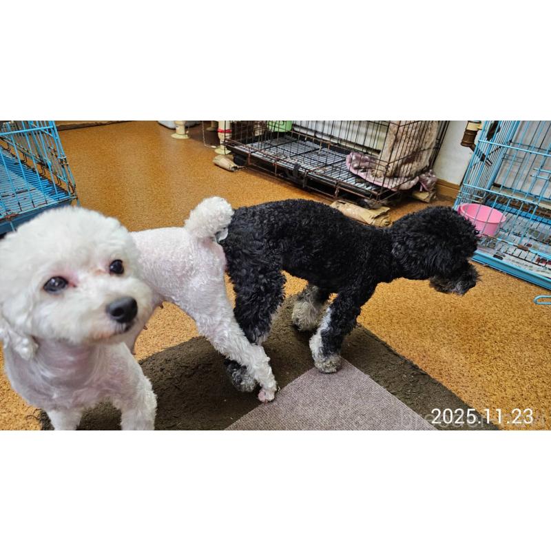 販売中の大阪府のタイニープードル-441598の6枚目