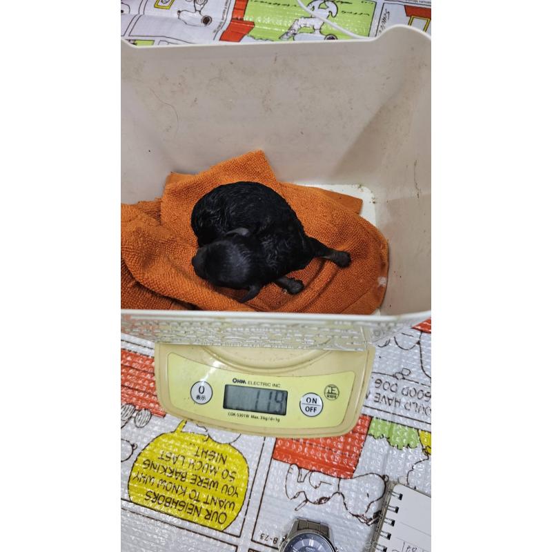 販売中の大阪府のタイニープードル-441598の4枚目