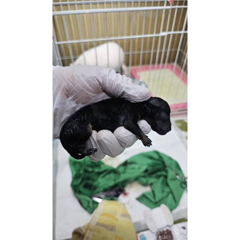 販売中の大阪府のタイニープードル-441598の3枚目