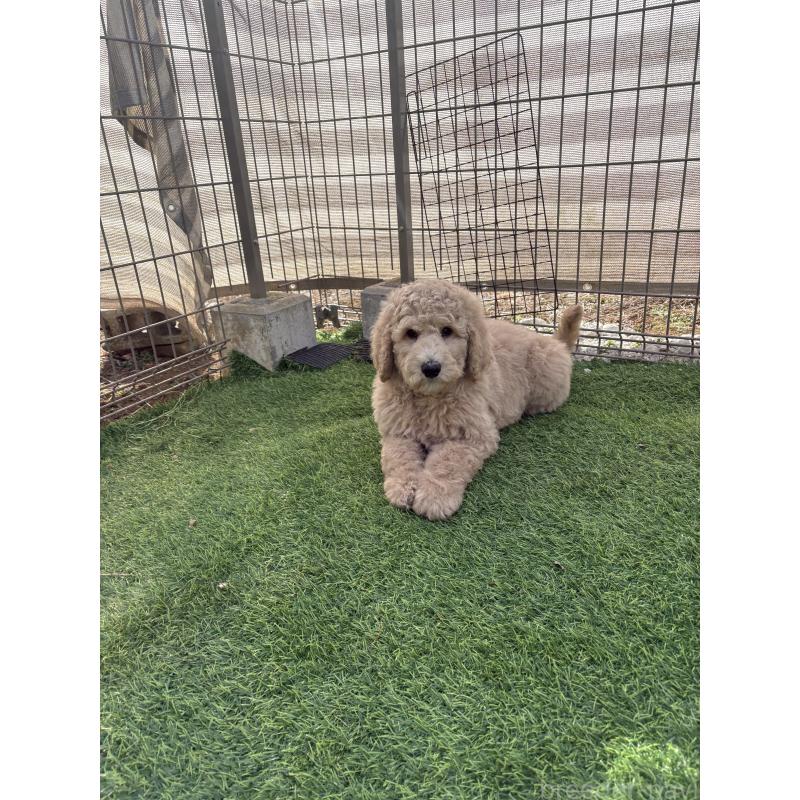 成約済の茨城県のスタンダードプードル-433632の4枚目