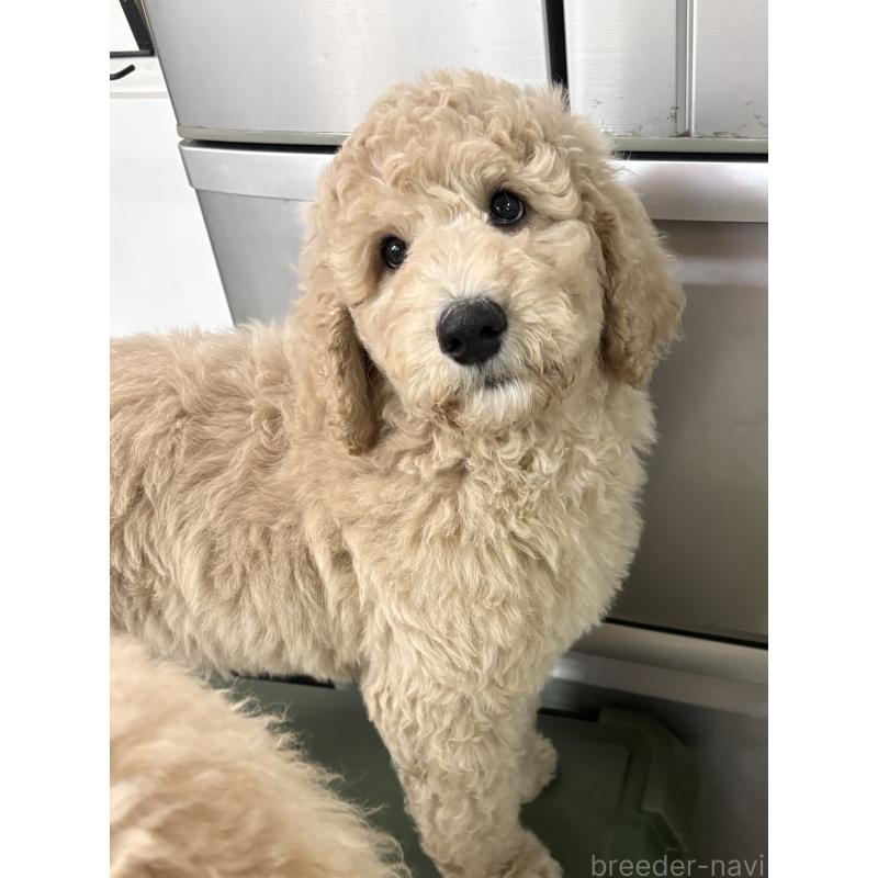 成約済の茨城県のスタンダードプードル-433632の3枚目