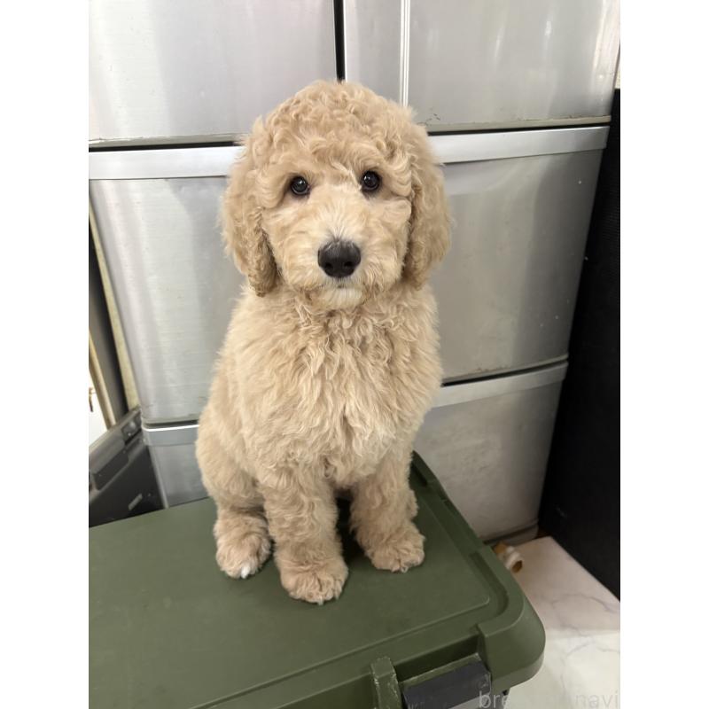 成約済の茨城県のスタンダードプードル-433632の2枚目