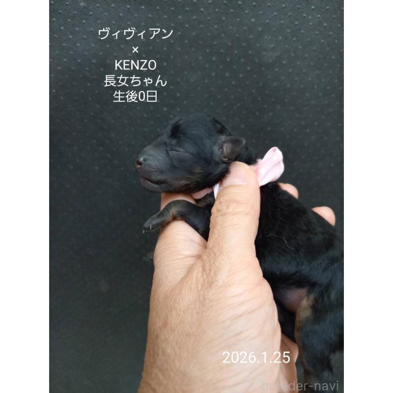 販売中の大阪府のタイニープードル-441599の8枚目