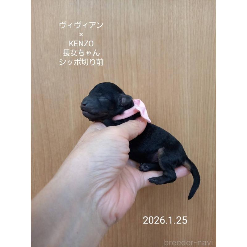 販売中の大阪府のタイニープードル-441599の7枚目