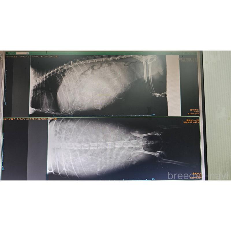 販売中の大阪府のタイニープードル-441599の5枚目
