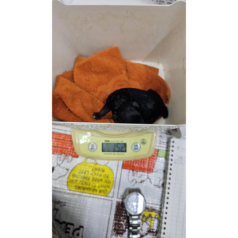 販売中の大阪府のタイニープードル-441599の4枚目