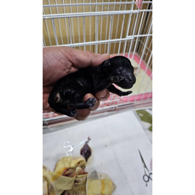 販売中の大阪府のタイニープードル-441599の3枚目