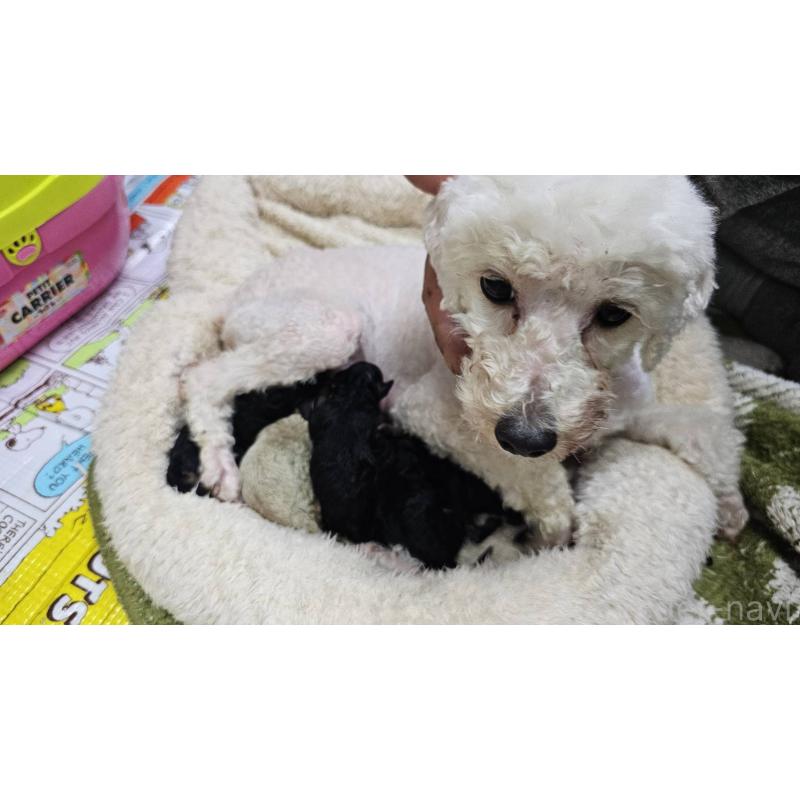 販売中の大阪府のタイニープードル-441599の2枚目