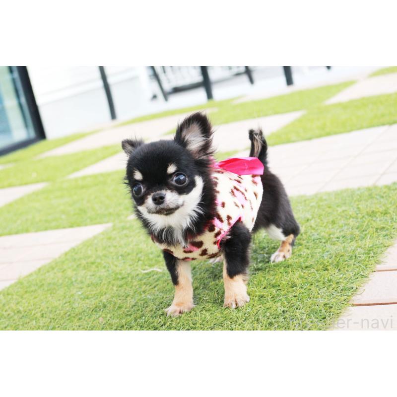 販売中の京都府のチワワ(ロングコート)-416533の6枚目